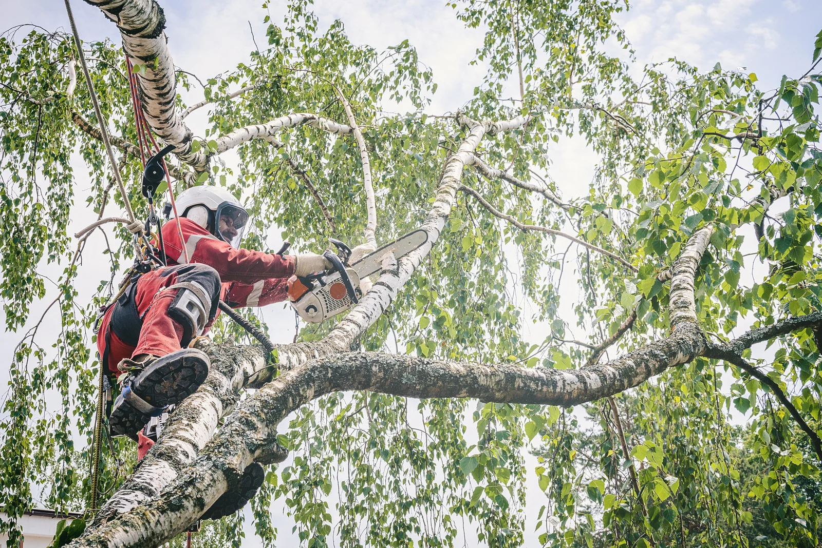 Tree Removal Near Me in Downers Grove
